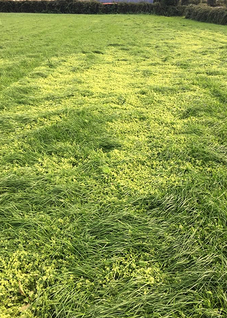 Chickweed in Reseed