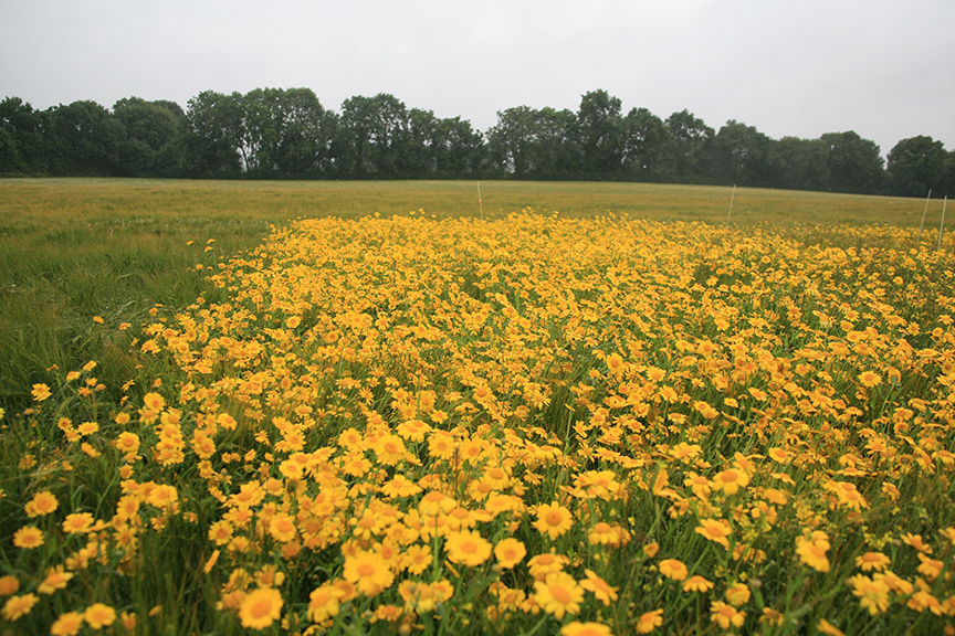 Corn marigold could be a serious problem in spring cereals this year. Galaxy is ideal in controlling it as well as a broad spectrum of other weeds.