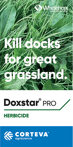 Doxstar Pro 300 x 600