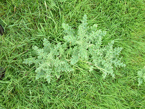 Thistle at right stage