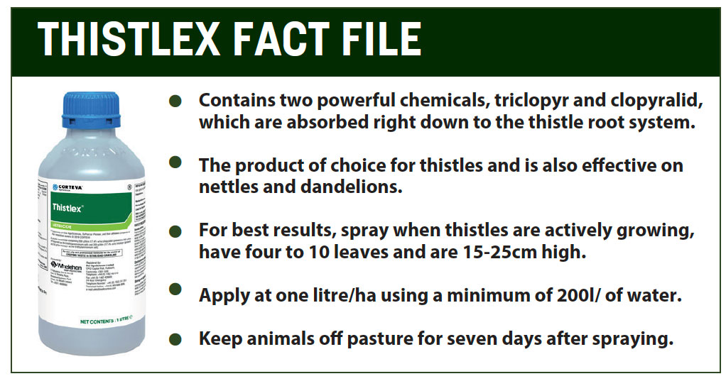 Thistle fact file