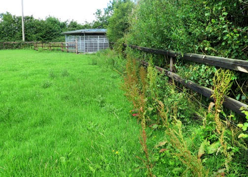 Weeds at fence