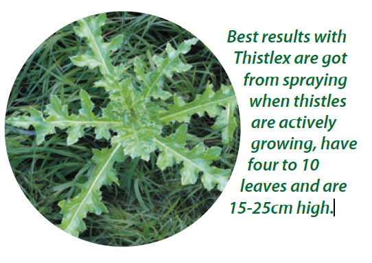 Thistle at right stage