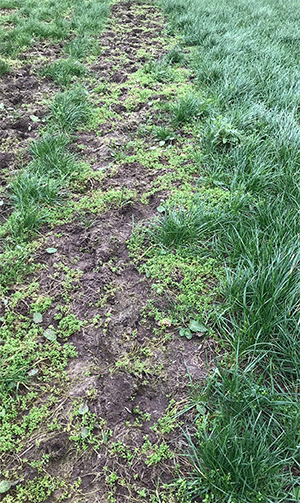 Control Chickweed in reseeds