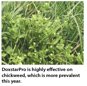 Chickweed