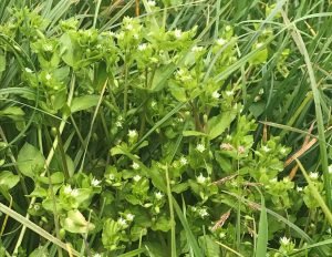 Common chickweed