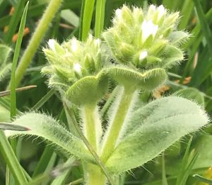 Mouse eared chickweed