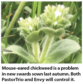 Mouse eared chickweed