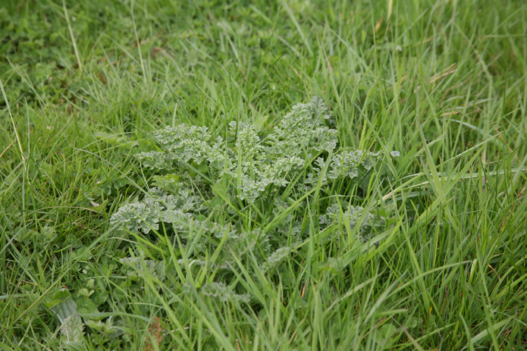 Ragwort rosette stage