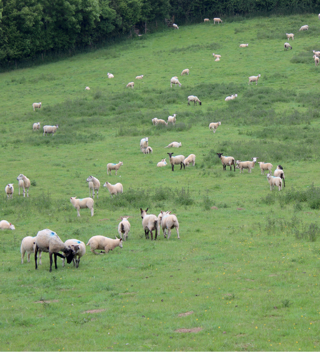 Thistles in field