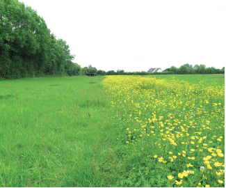 buttercups in permanent pasture