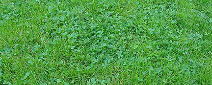 clover in grass