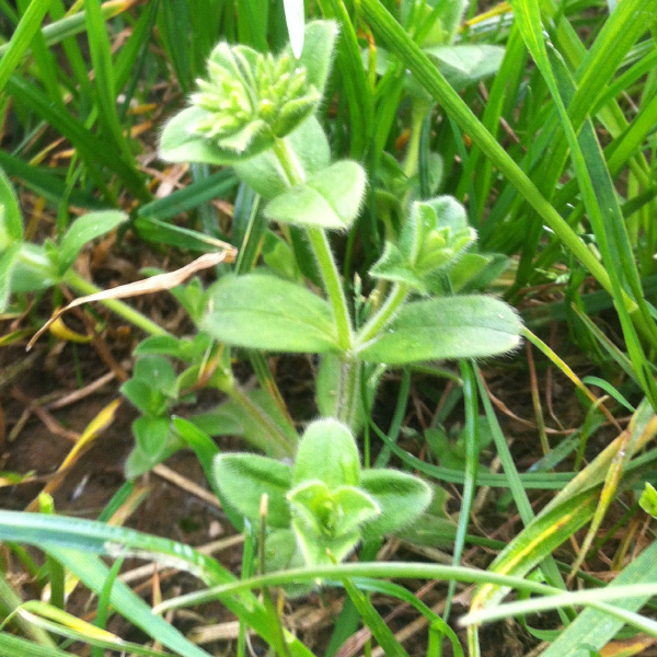 Mouse-eared chickweed is a problem in new swards sown last autumn. Both PastorTrio and Envy provide highly effective control.