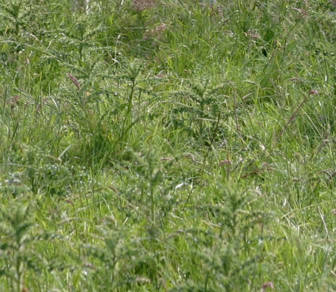 Thistles in field